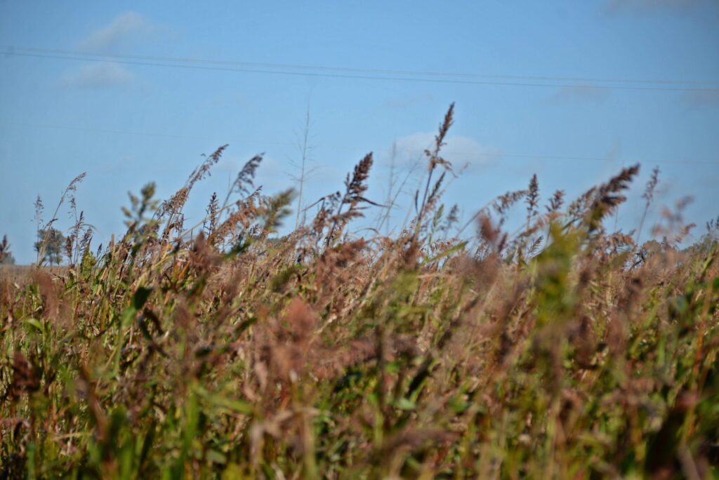 desarrollo agropecuario