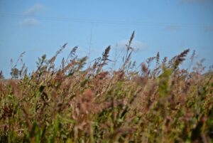 desarrollo agropecuario