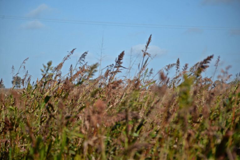 desarrollo agropecuario