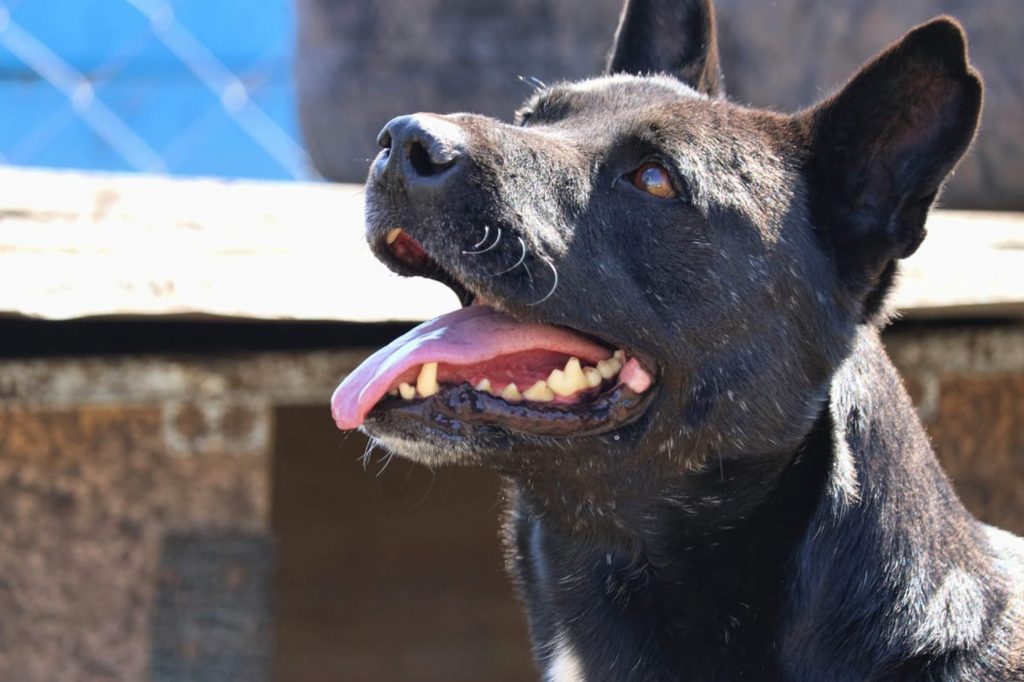 El Quirófano Veterinario Móvil