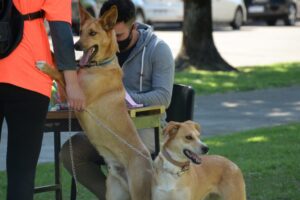 Por cuestiones climáticas suspenden