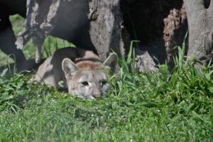 El Bioparque promueve una