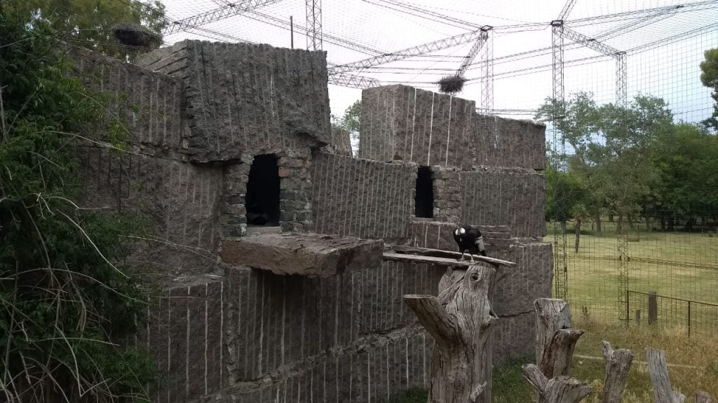 Nació un nuevo pichón