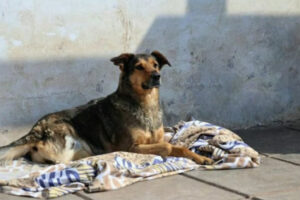 Viernes De Adopciones