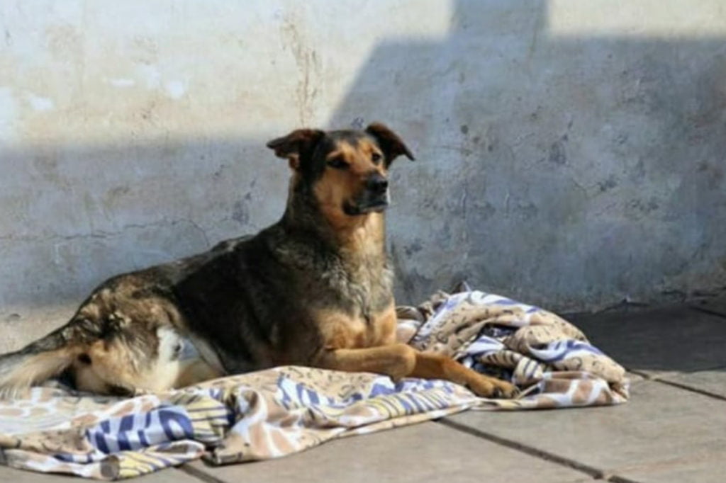 Viernes De Adopciones