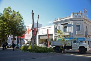 Realizan tareas de poda