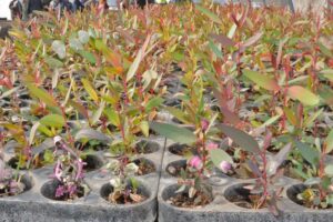 Replantando Olavarría en el