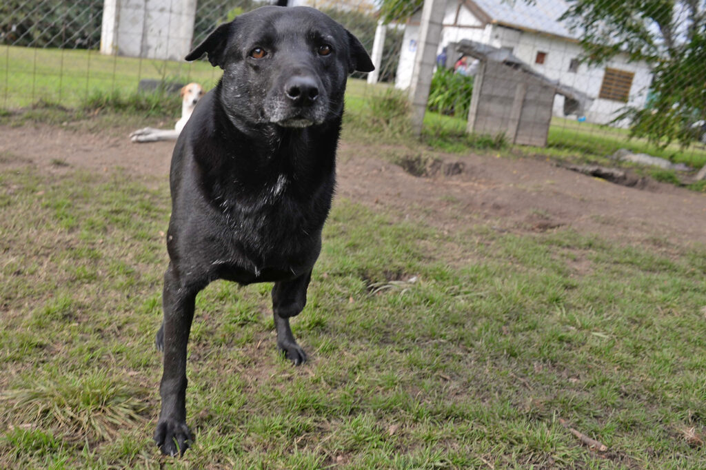 En viernes de adopciones