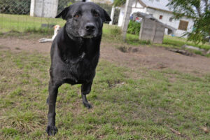 En viernes de adopciones