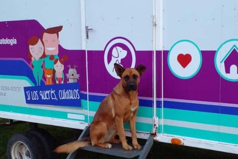 El Quirófano Veterinario Móvil