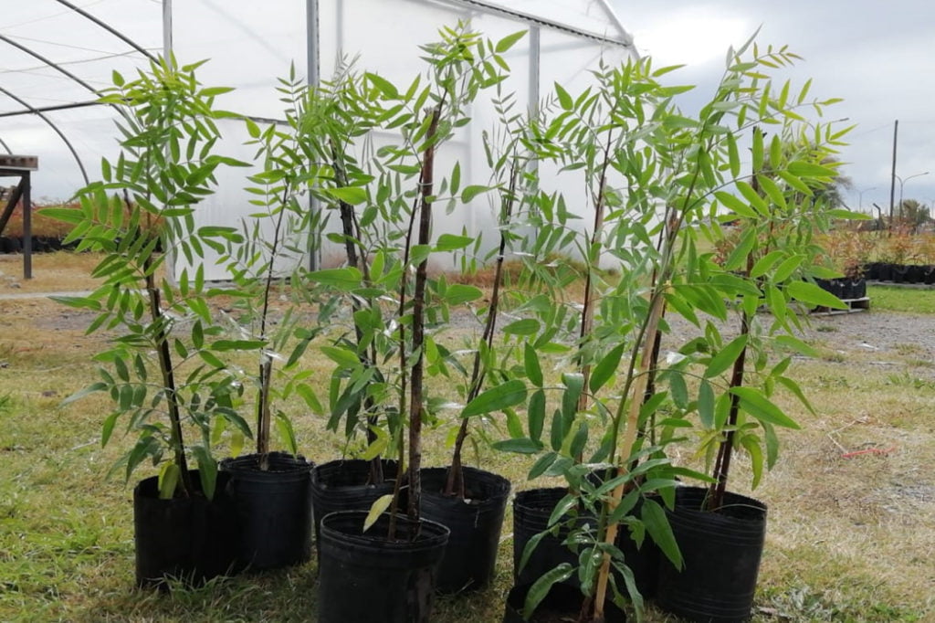 Replantando Olavarría