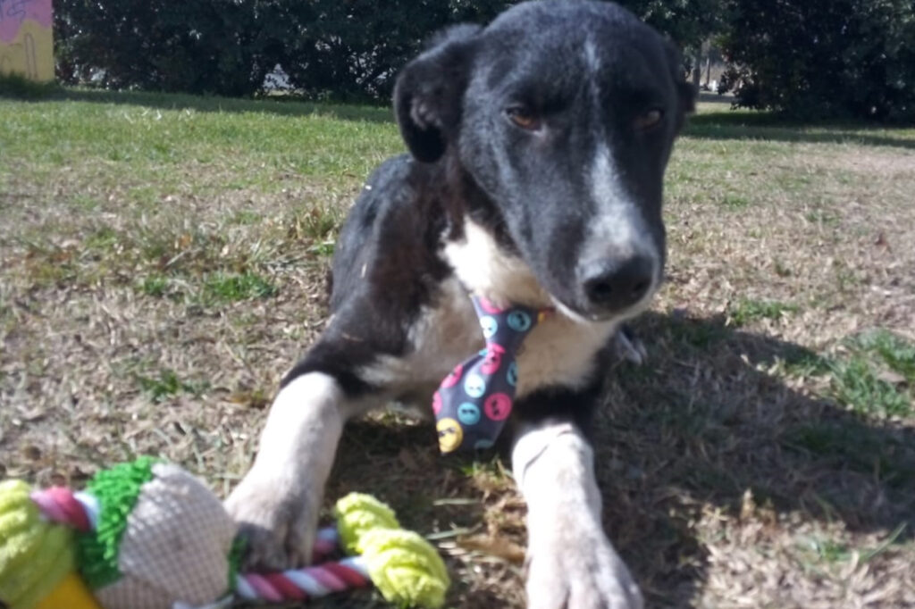 En viernes de adopciones