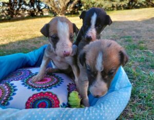 En viernes de adopciones