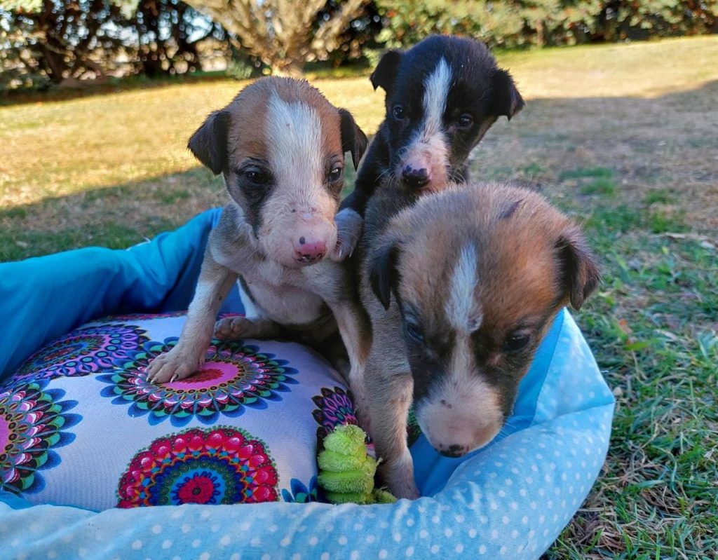 En viernes de adopciones