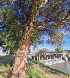 Realizarán una poda preventiva