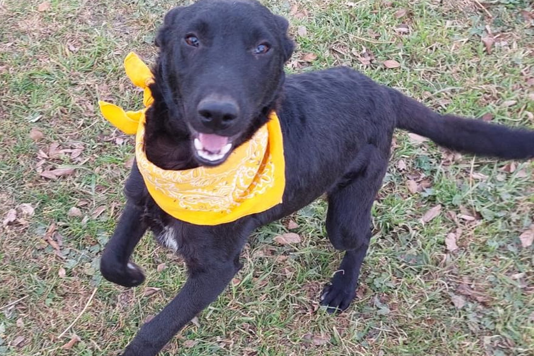 En viernes de adopciones