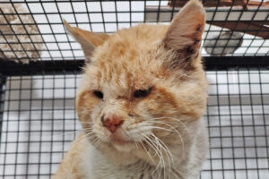 Arturo busca un hogar