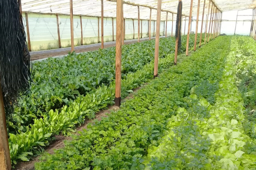 Desarrollo agropecuario