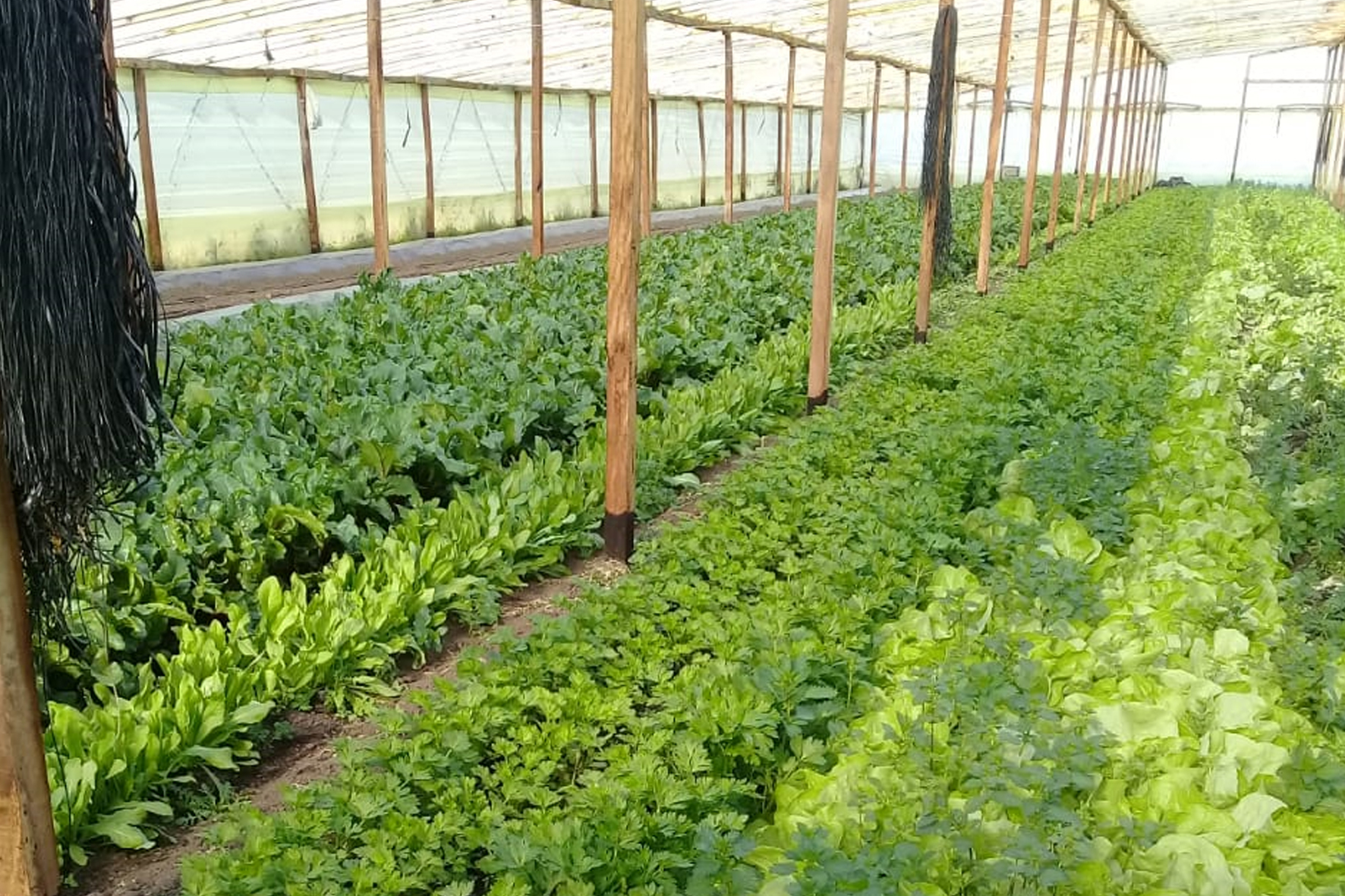 Desarrollo agropecuario