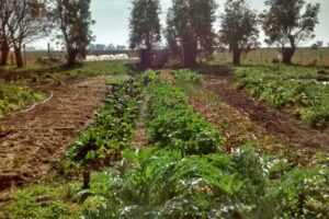 Visita a la chacra agroecológica