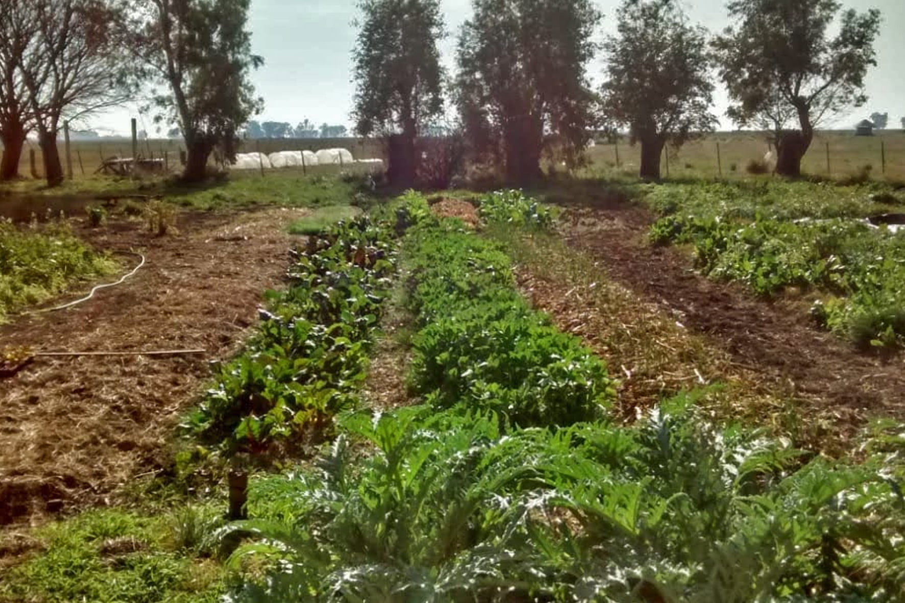 Visita a la chacra agroecológica