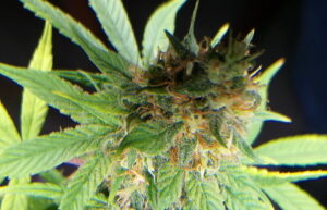 Clonación in vitro de