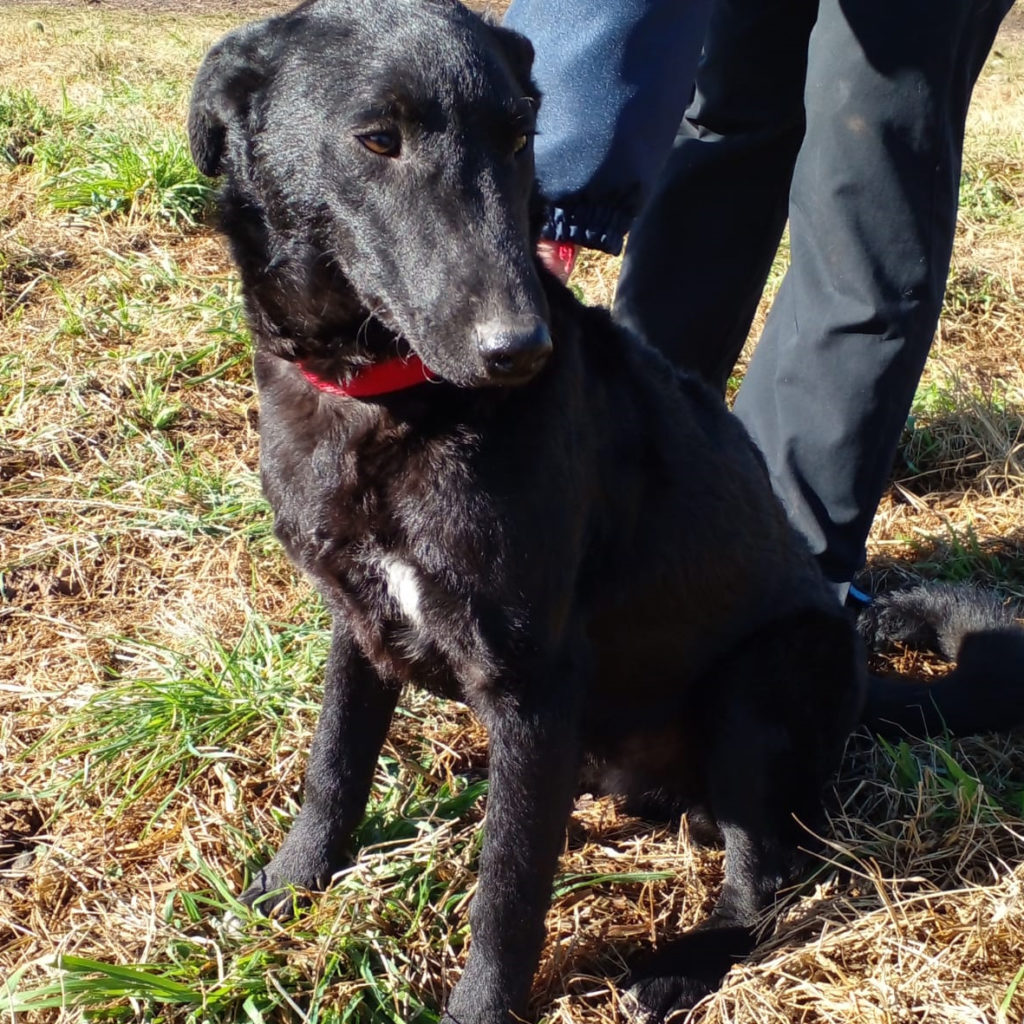 Continúa la campaña de
