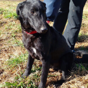 Continúa la campaña de