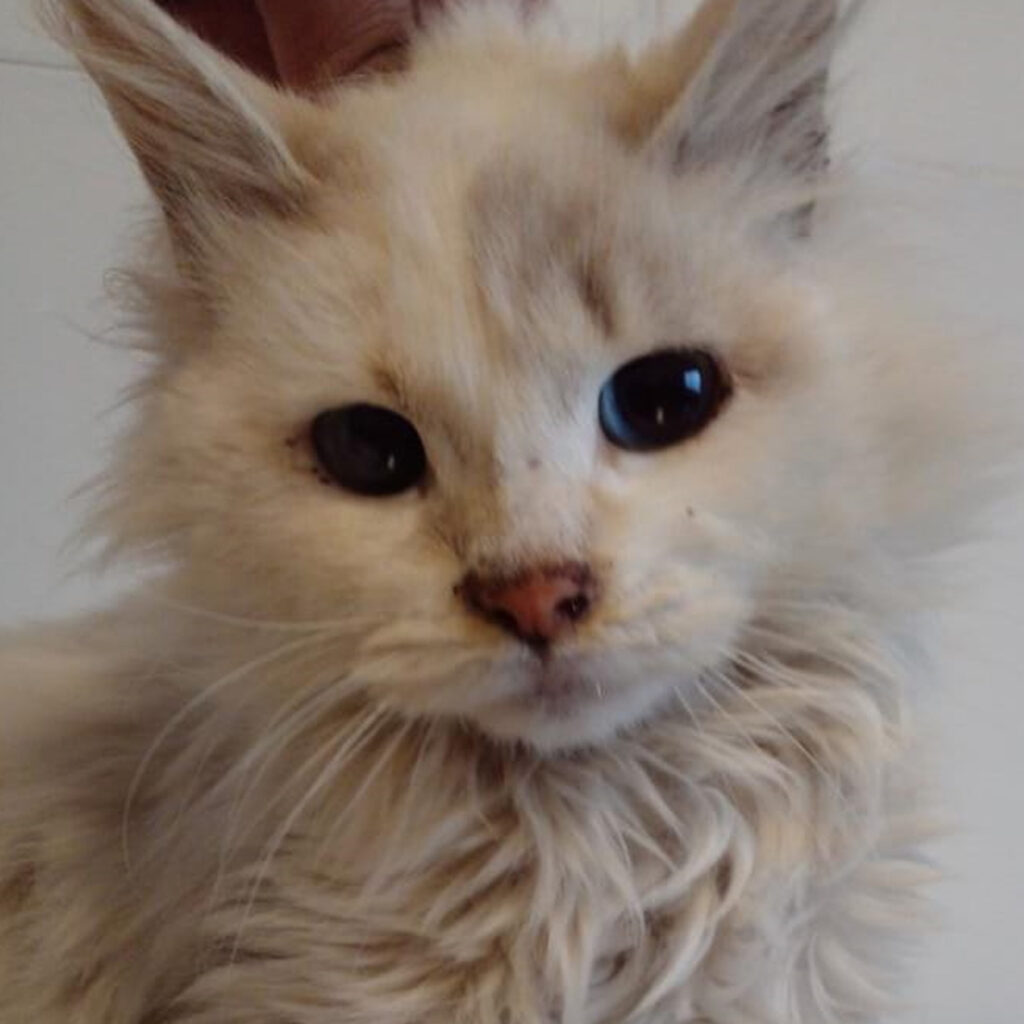 Cuidados especiales para las