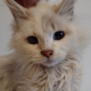 Cuidados especiales para las