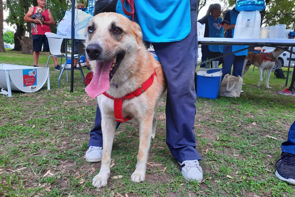 En viernes de adopciones