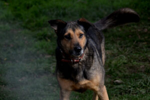 Jornada de adopción canina