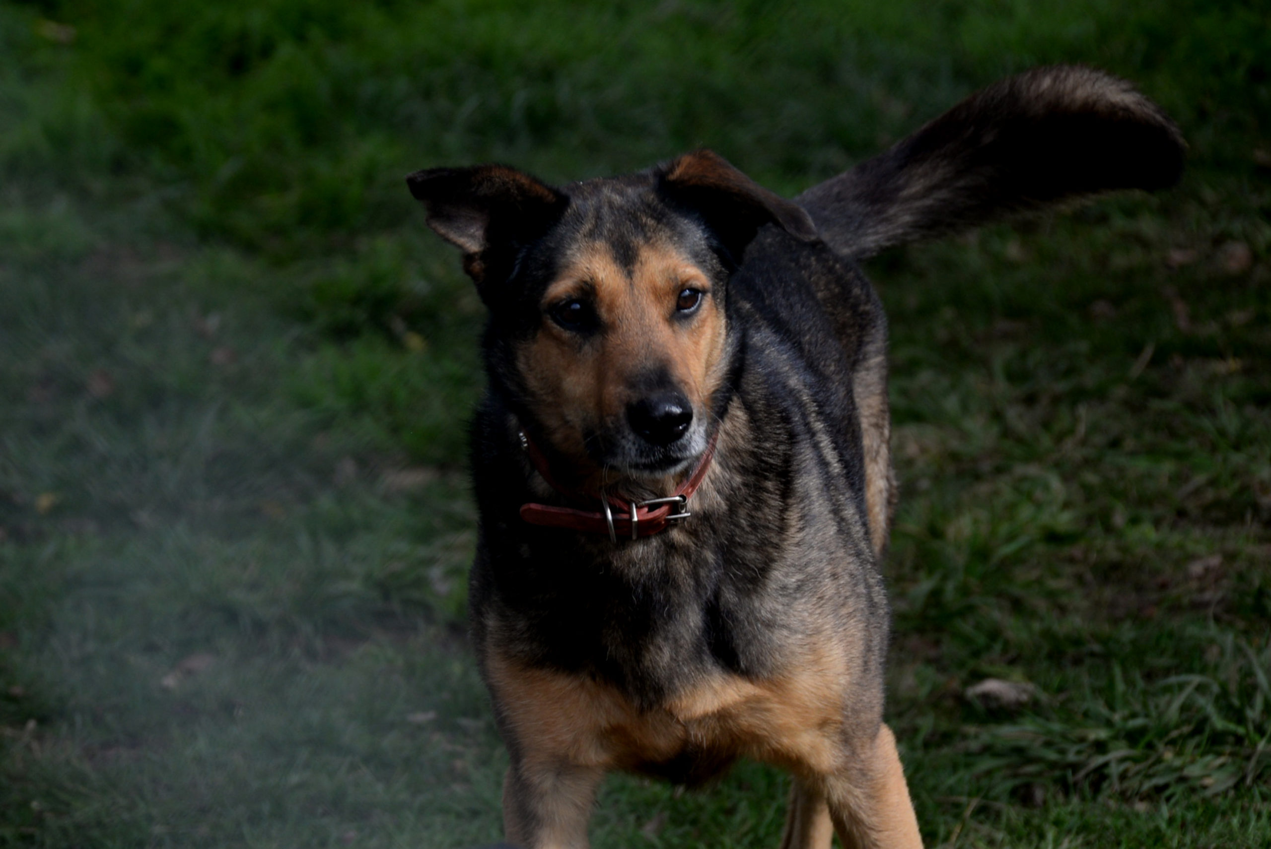 Jornada de adopción canina