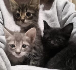 En viernes de adopciones