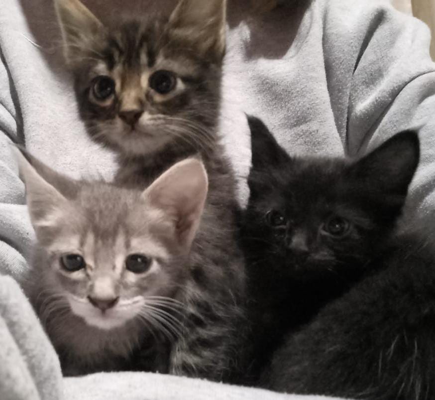 En viernes de adopciones