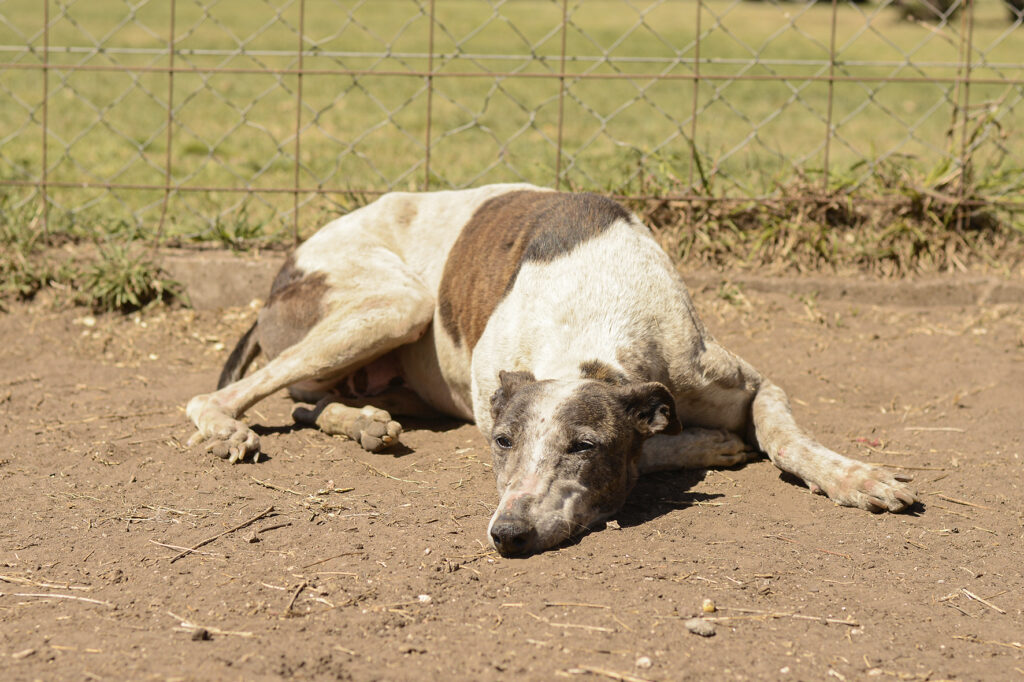 viernes de adopciones
