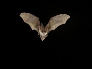 Bloqueo por caso positivo