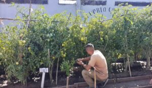 Huerta Orgánica en la