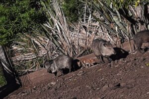 Nacieron Pecaríes de Collar