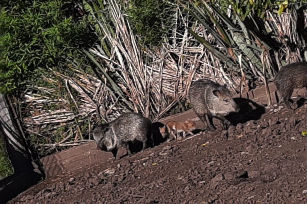 Nacieron Pecaríes de Collar