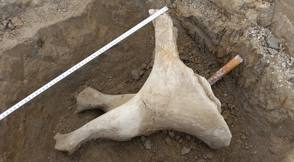 Nuevos hallazgos en excavaciones